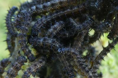 <i>Aglais io</i>