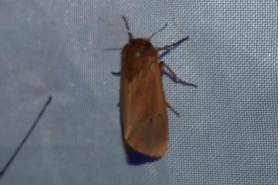 <i>Phragmatobia fuliginosa</i>