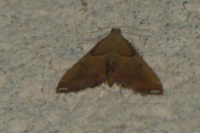 <i>Endotricha flammealis</i>
