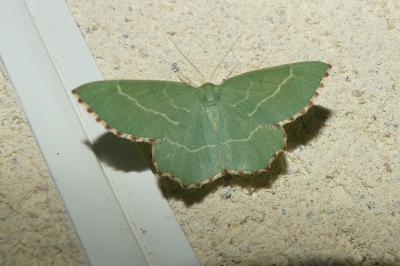 <i>Thalera fimbrialis</i>