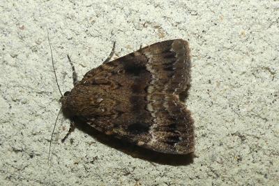 <i>Amphipyra pyramidea</i>