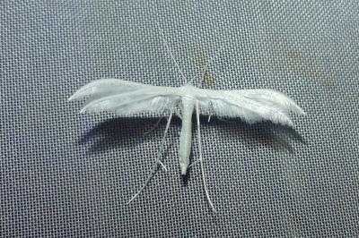 <i>Pterophorus pentadactylus</i>