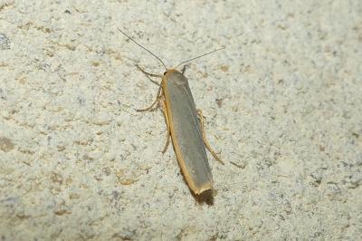 <i>Manulea complana</i>