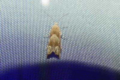 <i>Eucosma conterminana</i>