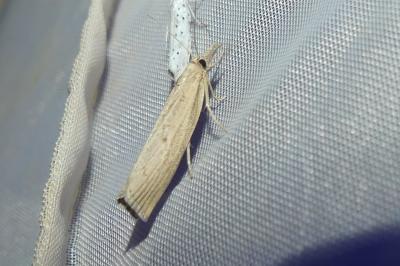 <i>Agriphila</i>