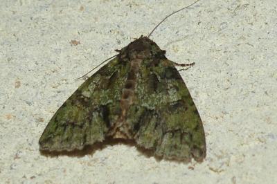 <i>Polyphaenis sericata</i>