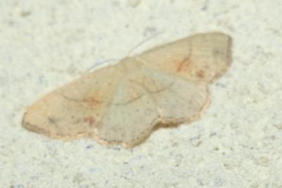 <i>Cyclophora punctaria</i>