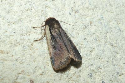 <i>Ochropleura plecta</i>
