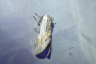 <i>Harpyia milhauseri</i>
