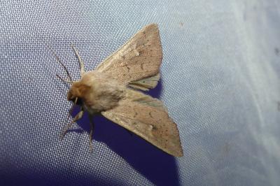 <i>Mythimna ferrago</i>