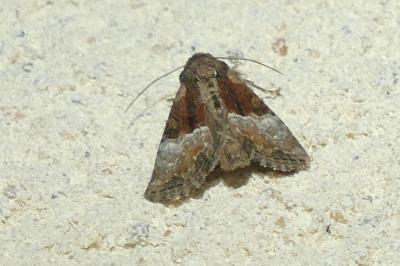 <i>Mesoligia furuncula</i>