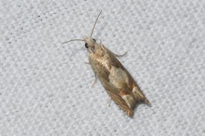 <i>Eucosma conterminana</i>