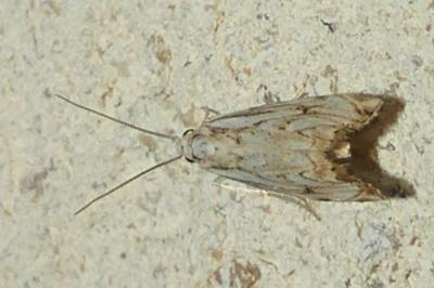 <i>Catoptria falsella</i>