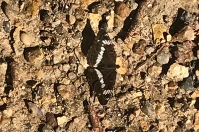 <i>Limenitis camilla</i>