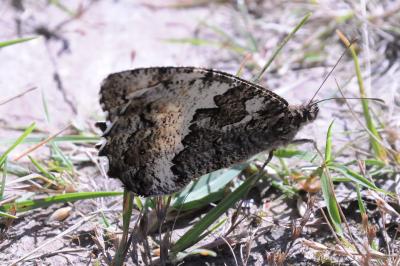 <i>Brintesia circe</i>