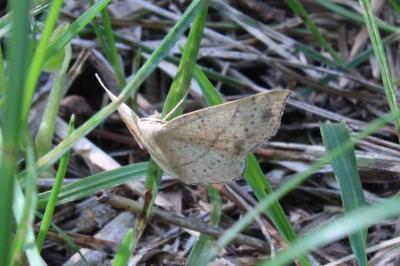 <i>Cyclophora punctaria</i>