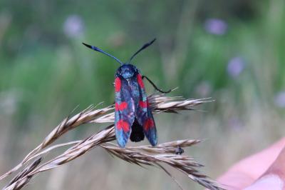 <i>Zygaena filipendulae</i>