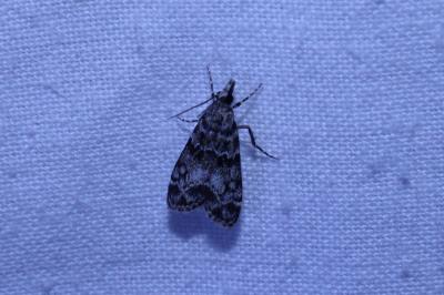 <i>Eudonia mercurella</i>