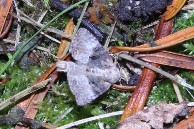 <i>Mesoligia furuncula</i>