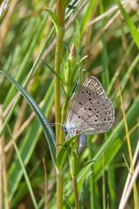 <i>Phengaris alcon</i>
