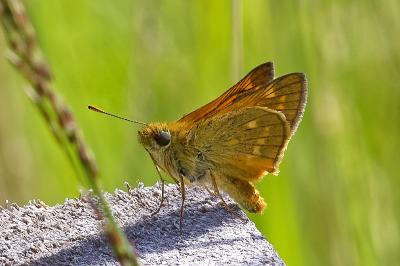 <i>Ochlodes sylvanus</i>