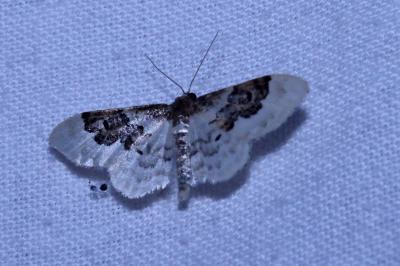 <i>Idaea rusticata</i>
