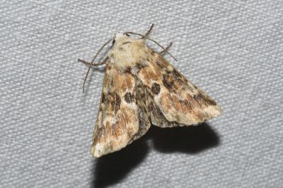 <i>Eremobia ochroleuca</i>
