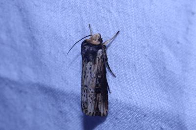 <i>Axylia putris</i>