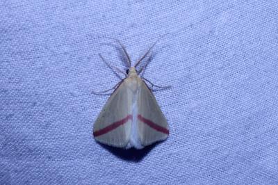 <i>Rhodometra sacraria</i>
