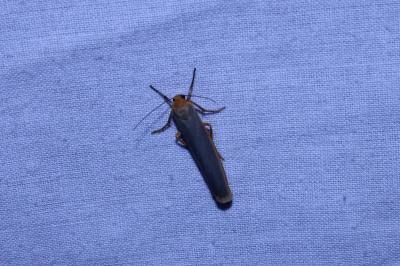 <i>Manulea complana</i>