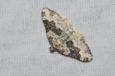 <i>Epirrhoe galiata</i>