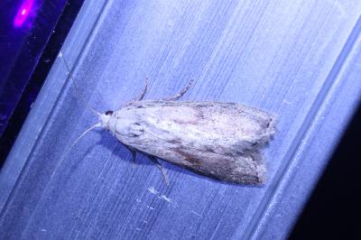 <i>Aphomia sociella</i>