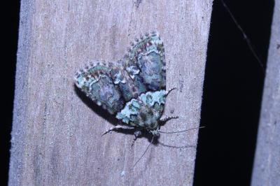 <i>Cryphia algae</i>