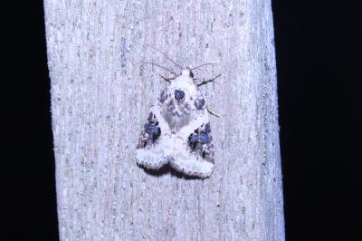 <i>Pseudeustrotia candidula</i>