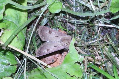 <i>Agrotis exclamationis</i>