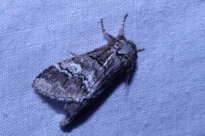 <i>Drymonia querna</i>