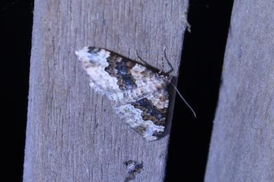 <i>Epirrhoe galiata</i>