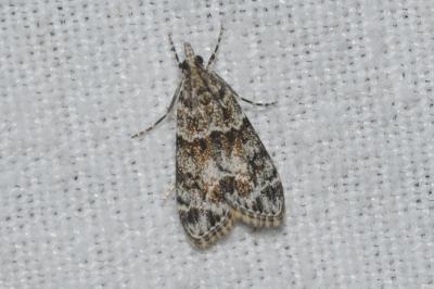 <i>Eudonia mercurella</i>
