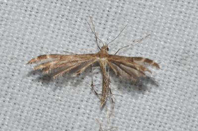 <i>Oxyptilus distans</i>