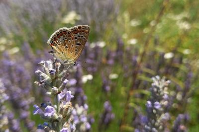 <i>Polyommatus icarus</i>