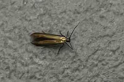 <i>Coleophora</i>