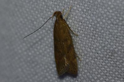 <i>Helcystogramma lutatella</i>