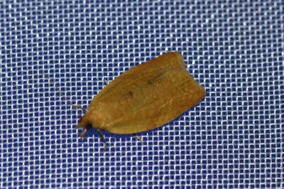 <i>Clepsis consimilana</i>