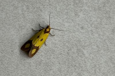 <i>Agapeta zoegana</i>