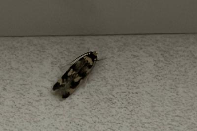 <i>Oegoconia</i>