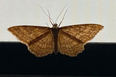 <i>Idaea ochrata</i>