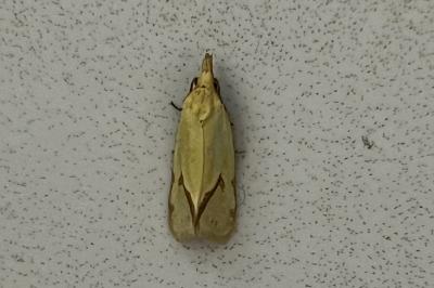<i>Agapeta hamana</i>