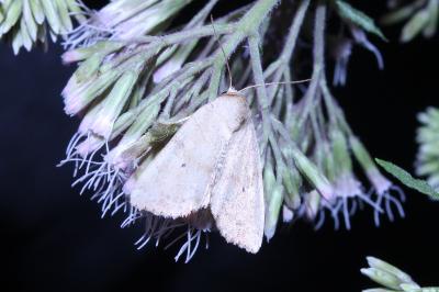 <i>Cosmia trapezina</i>