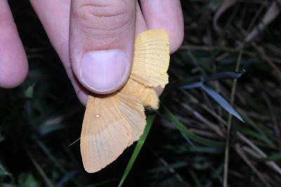 <i>Lasiocampa quercus</i>