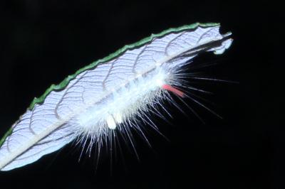 <i>Calliteara pudibunda</i>